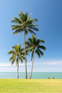 Palm tree by sea against sky