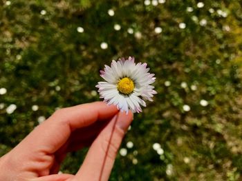 Close-up of hand holding flower against blurred background