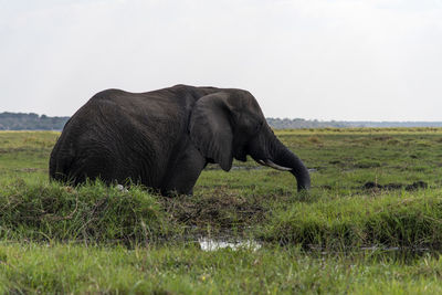 Elephant in a field