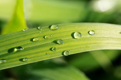 Close-up of raindrops on leaf