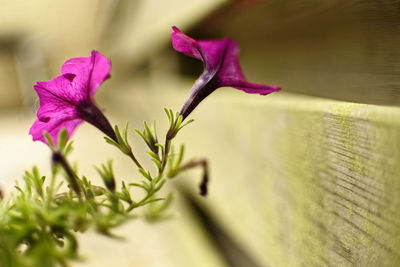 Close-up of pink flowering plant