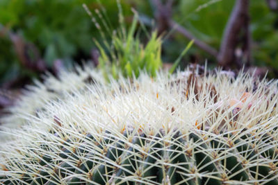 Close-up of cactus plants growing on field