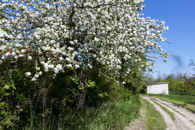 Plants growing on road