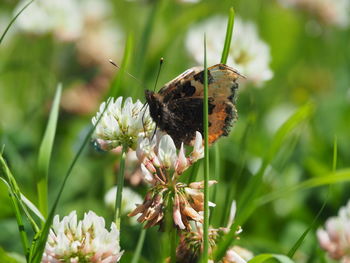 Close-up of butterfly pollinating on flower