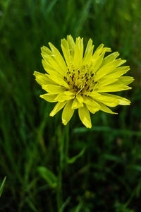 Close-up of yellow flower