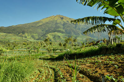 Scenic view of landscape and mountains against sky