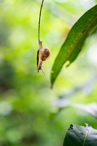 Close-up of snail on leaf