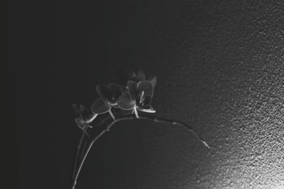 Close-up of flowers against black background