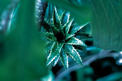 Close-up of fresh green plant