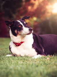 Close-up of dog on field