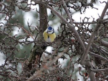 Bird perching on a tree