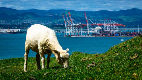 Sheep on grass by water against sky