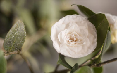 Close-up of white rose blooming