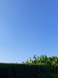 Plants growing on field against clear blue sky