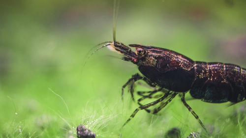 Close-up of insect on leaf