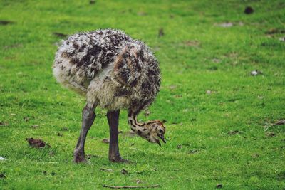 Close-up of a young ostrich on field