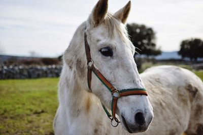 Close-up of a horse on field