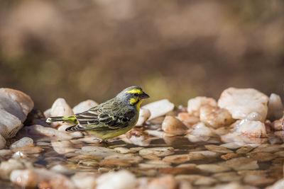 Close-up of sparrow perching on rock