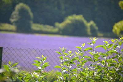 Close-up of purple flowering plants on field