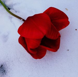 Close-up of red flower on snow