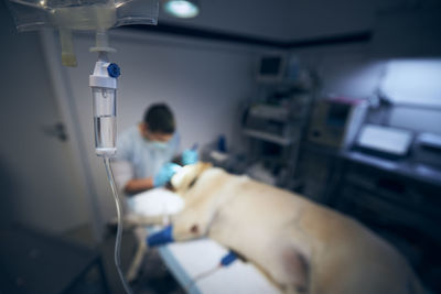 Veterinarian during dog surgery. old labrador retriever in animal hospital.