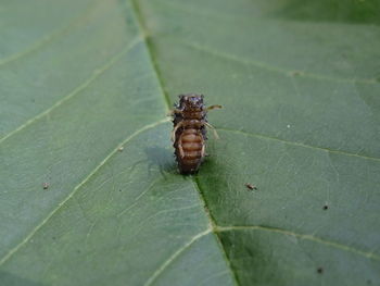 Close-up of insect on leaf