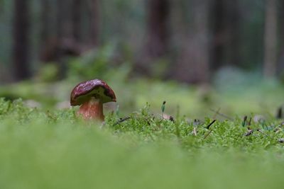 Close-up of mushroom growing on field