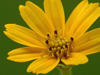 Close-up of yellow flower