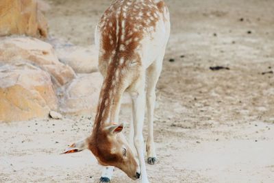 View of deer on beach