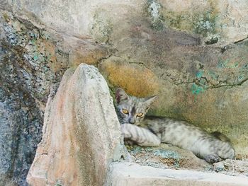 Portrait of cat relaxing outdoors