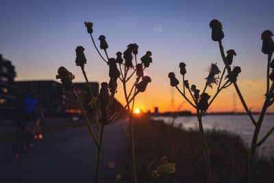Plants growing at sunset