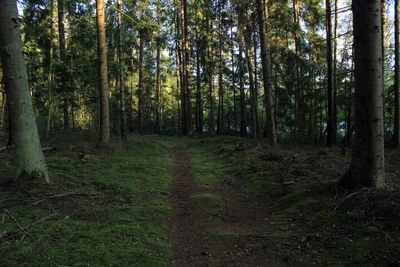 Trees growing in forest