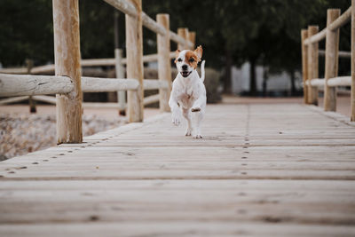 Portrait of dog on footpath