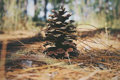 Close-up of plant growing on field