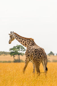 Giraffe on field against clear sky