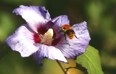 Close-up of insect on purple flower