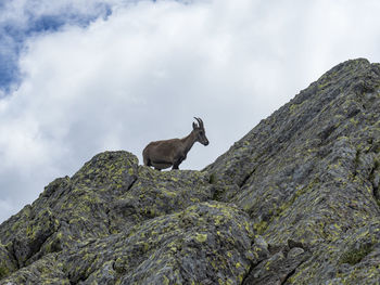 Close-up of an ibex on a rock in the alps