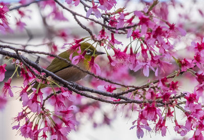 Close-up of pink perching on tree