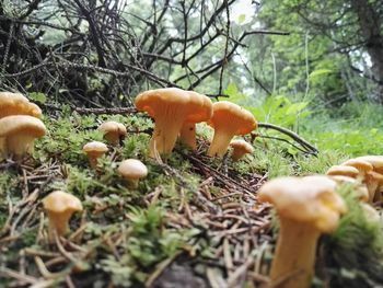 Close-up of mushroom growing in forest