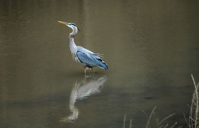 High angle view of gray heron perching on a lake