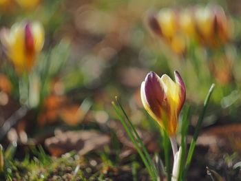 Close-up of flowers blooming outdoors