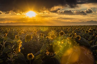 Scenic view of yellow flower field against sky during sunset