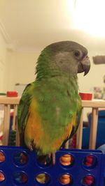 Close-up of parrot perching at home