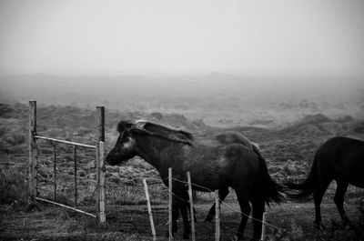 Icelandic horses in foggy pasture