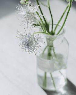 Close-up of white flowers in vase