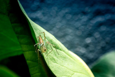 Yellow jumping spider standing on green leaf.