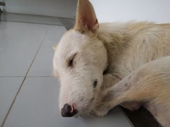 High angle view of dog at home