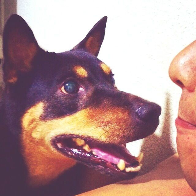 domestic animals, animal themes, pets, one animal, dog, mammal, indoors, animal head, close-up, animal body part, portrait, looking at camera, part of, brown, no people, home interior, zoology, sunlight, pet collar