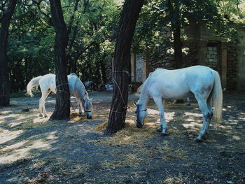High angle view of two horses