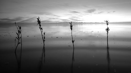 reflection